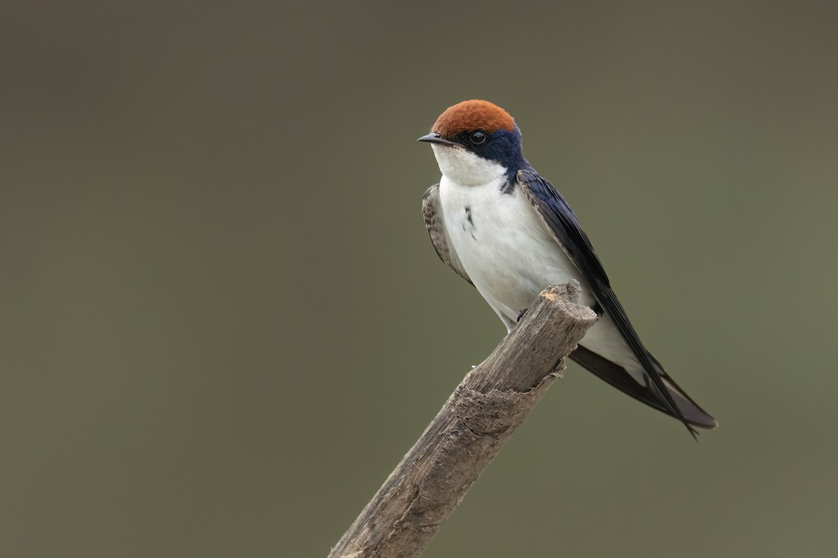 Wire-tailed Swallow - ML645861837