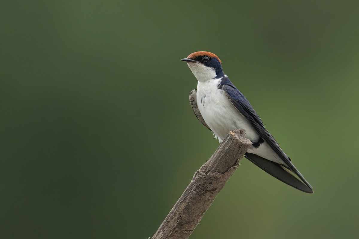 Wire-tailed Swallow - ML645861838