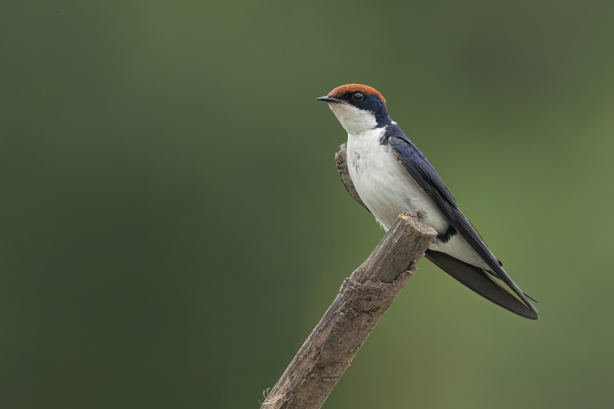 Wire-tailed Swallow - ML645861839