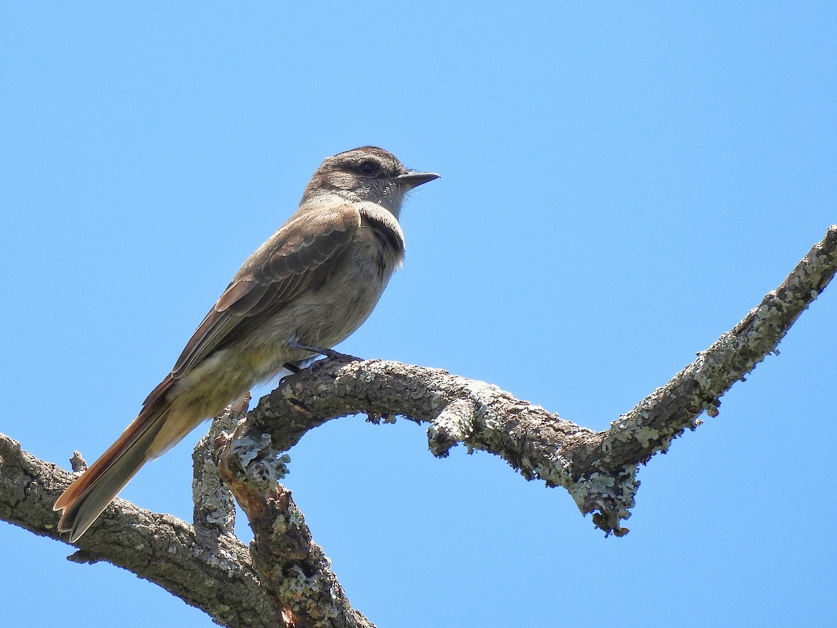 Crowned Slaty Flycatcher - ML645861840