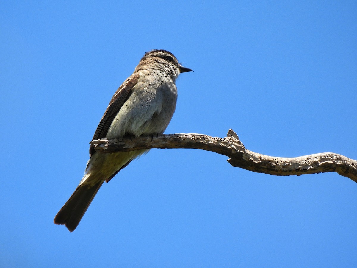 Crowned Slaty Flycatcher - ML645861841