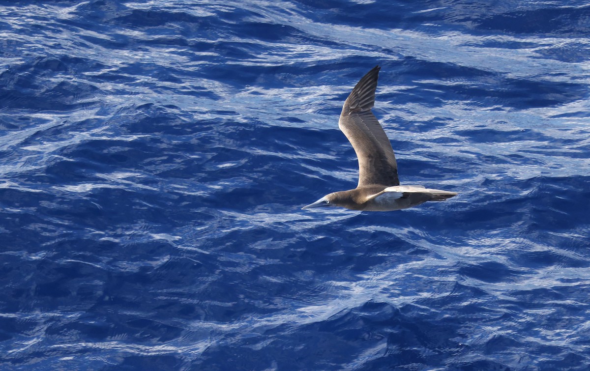 Brown Booby - ML645861842