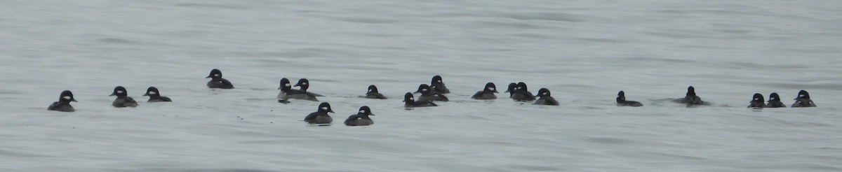 Bufflehead - ML645861843