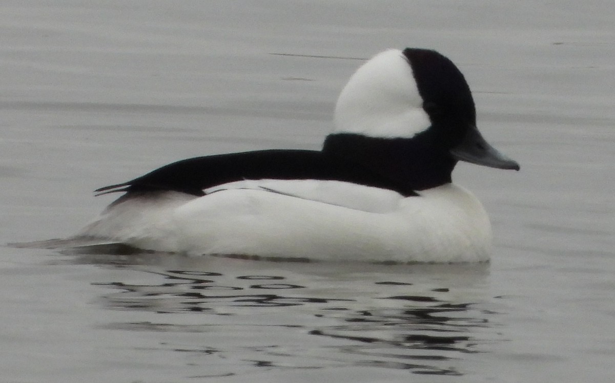 Bufflehead - ML645861844