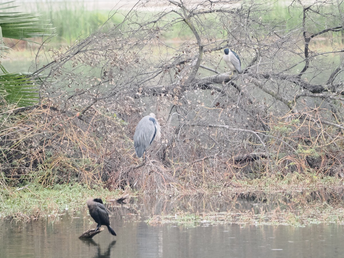 Great Blue Heron - ML645861845