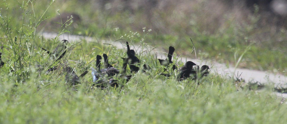 Bronzed Cowbird - ML645861846