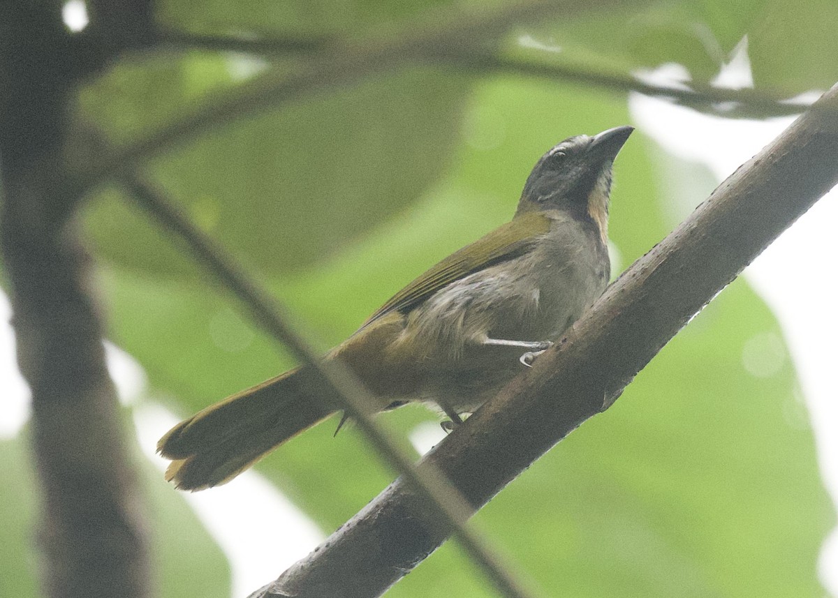 Buff-throated Saltator - ML645861847