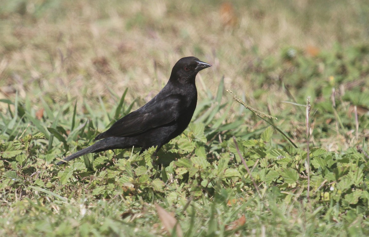 Bronzed Cowbird - ML645861848