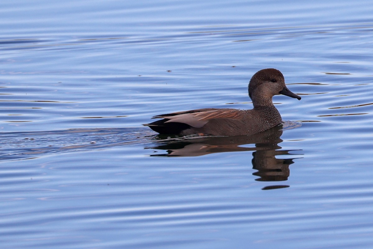 Gadwall - ML645861849