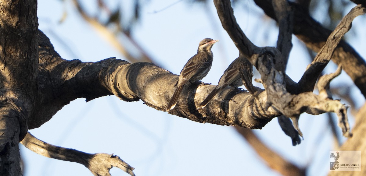 Spiny-cheeked Honeyeater - ML645861850