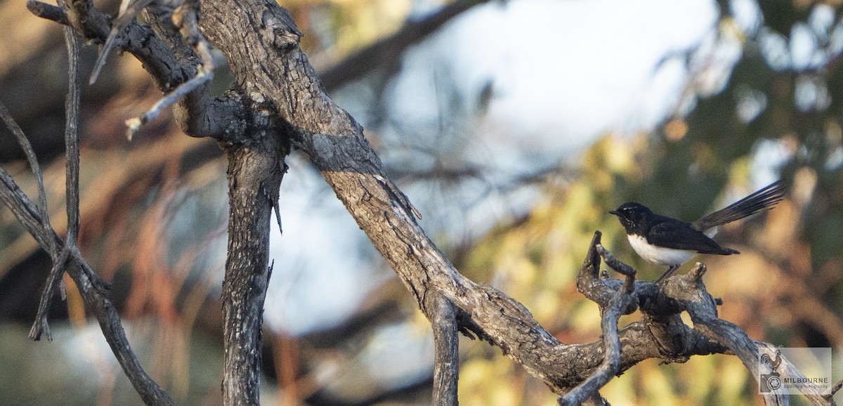 Willie-wagtail - ML645861856