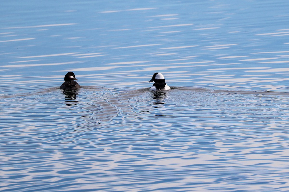 Bufflehead - ML645861857