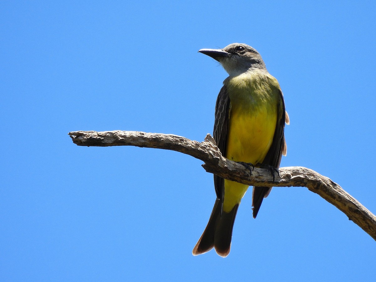 Tropical Kingbird - ML645861864