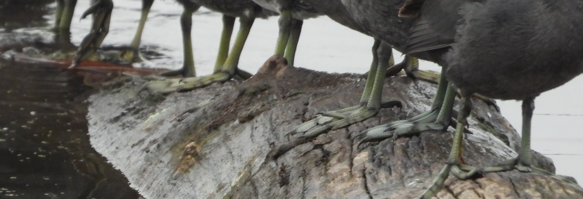 American Coot - ML645861865