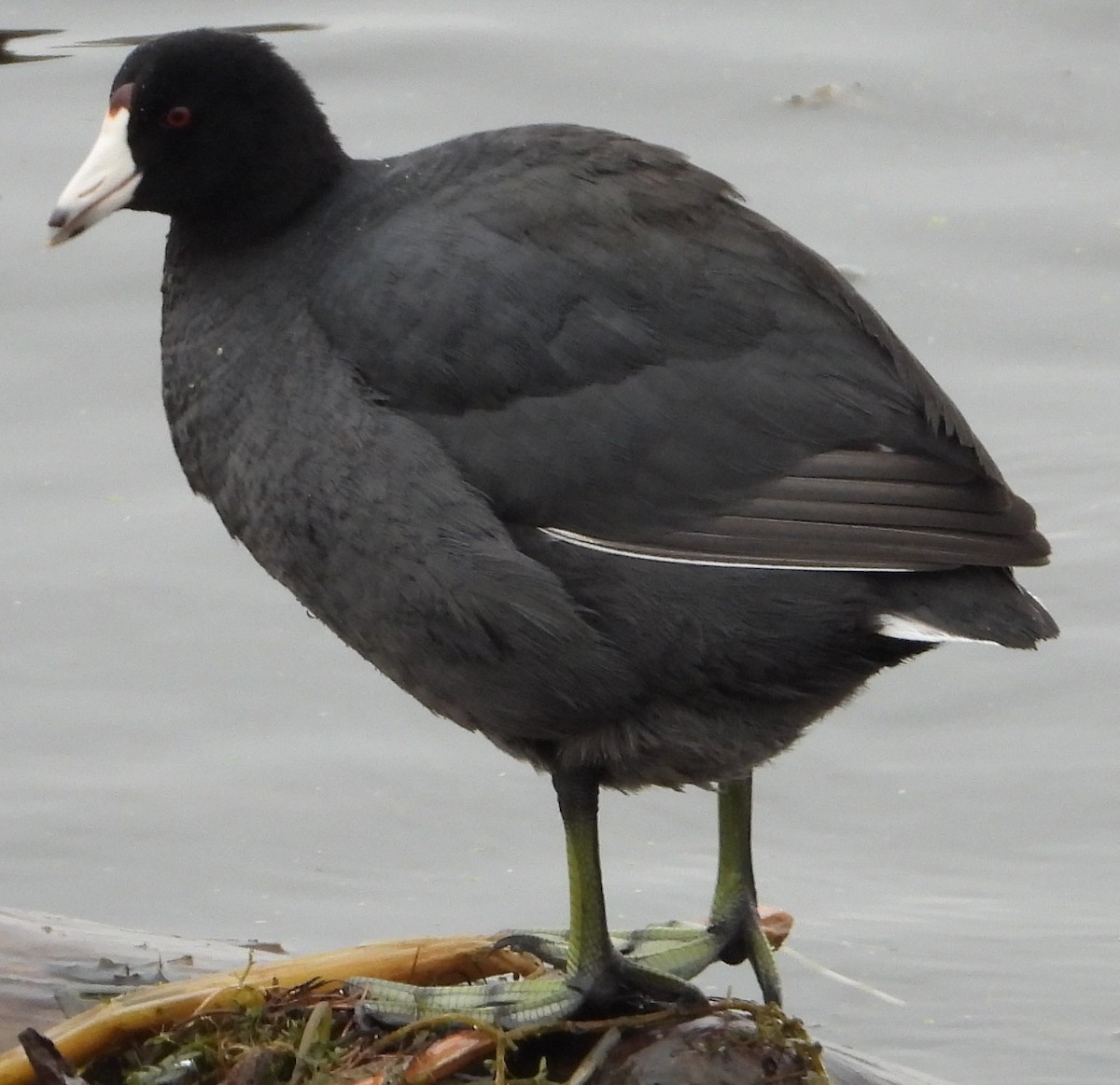 American Coot - ML645861866