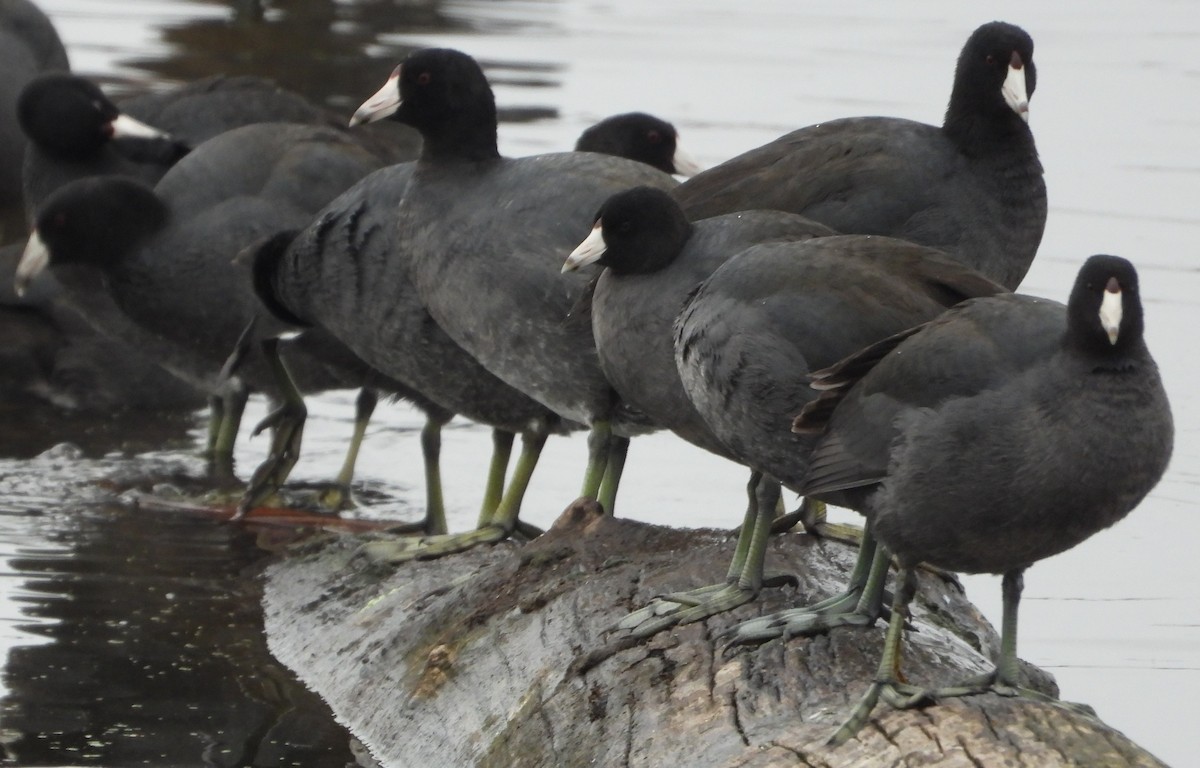 American Coot - ML645861867