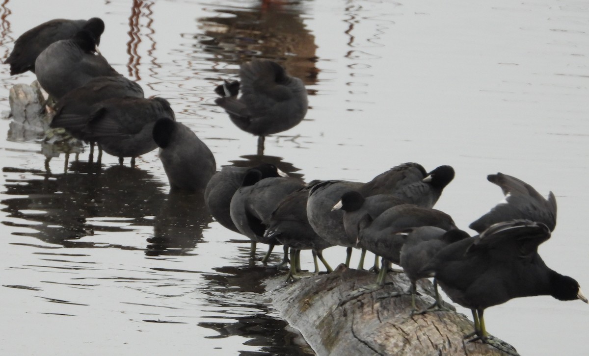 American Coot - ML645861868