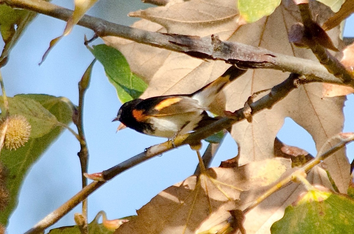 Горихвостковая древесница - ML645861869