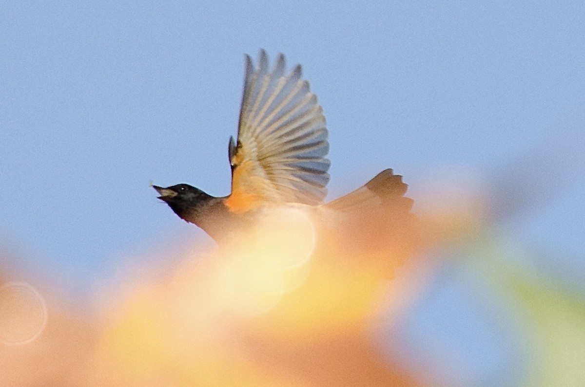 Горихвостковая древесница - ML645861870