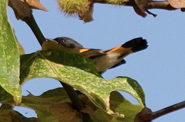 Горихвостковая древесница - ML645861871