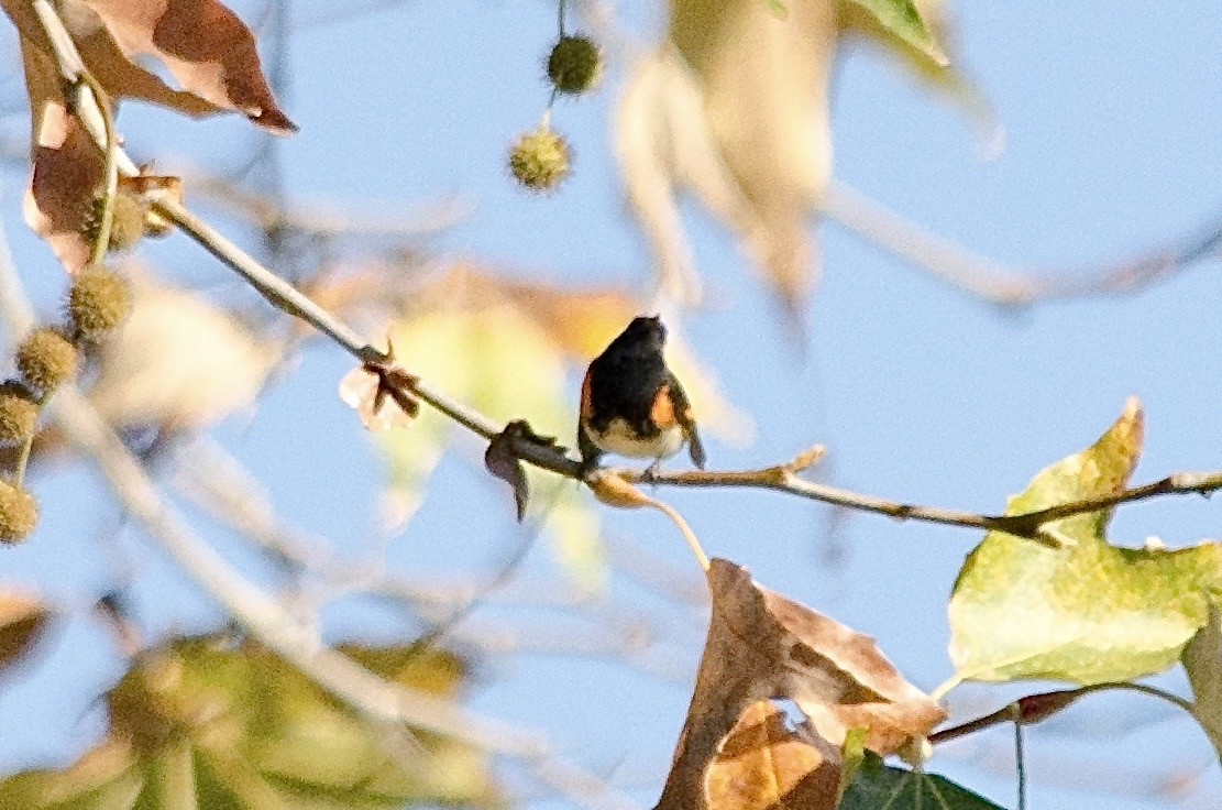 Горихвостковая древесница - ML645861872