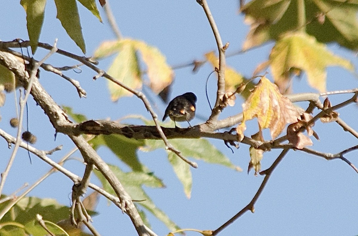 Горихвостковая древесница - ML645861873