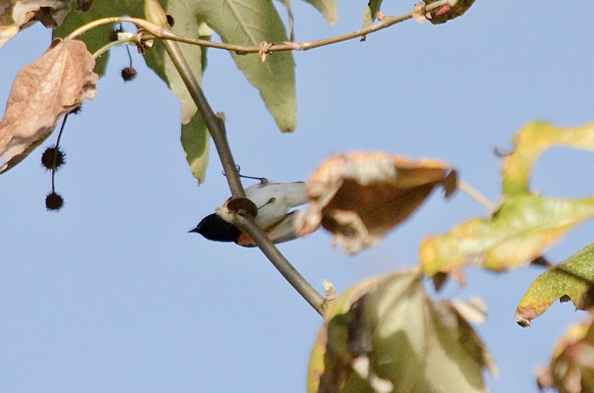 Горихвостковая древесница - ML645861874