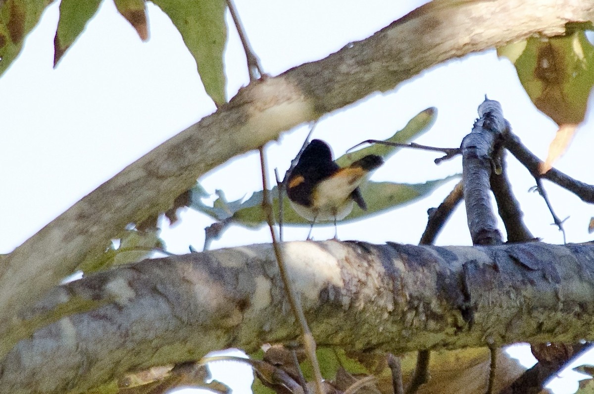 Горихвостковая древесница - ML645861875