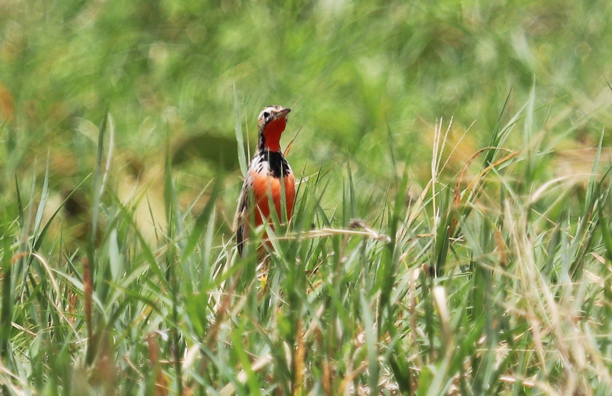 Rosy-throated Longclaw - ML645861877