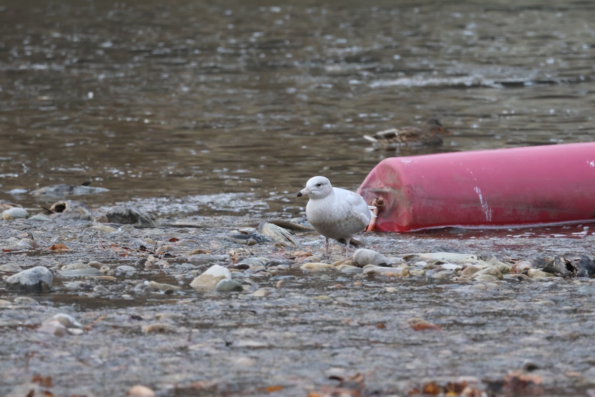 Gavión Hiperbóreo - ML645861882