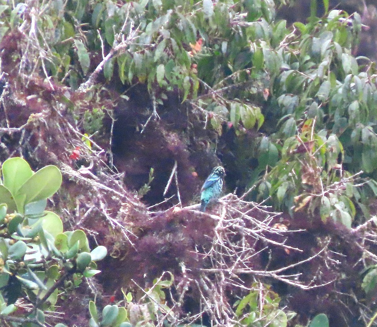 Beryl-spangled Tanager - ML645861885