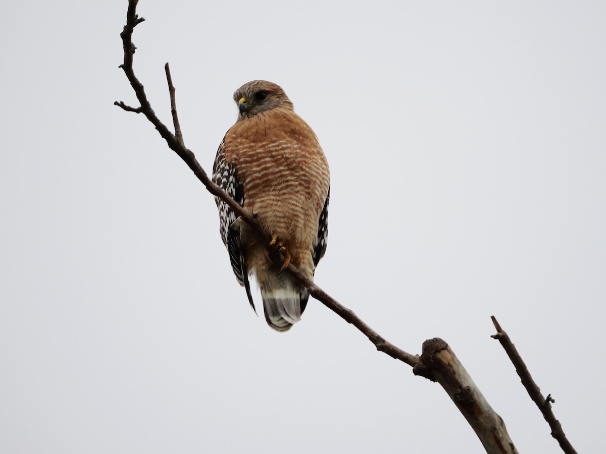 Red-shouldered Hawk - ML645861888