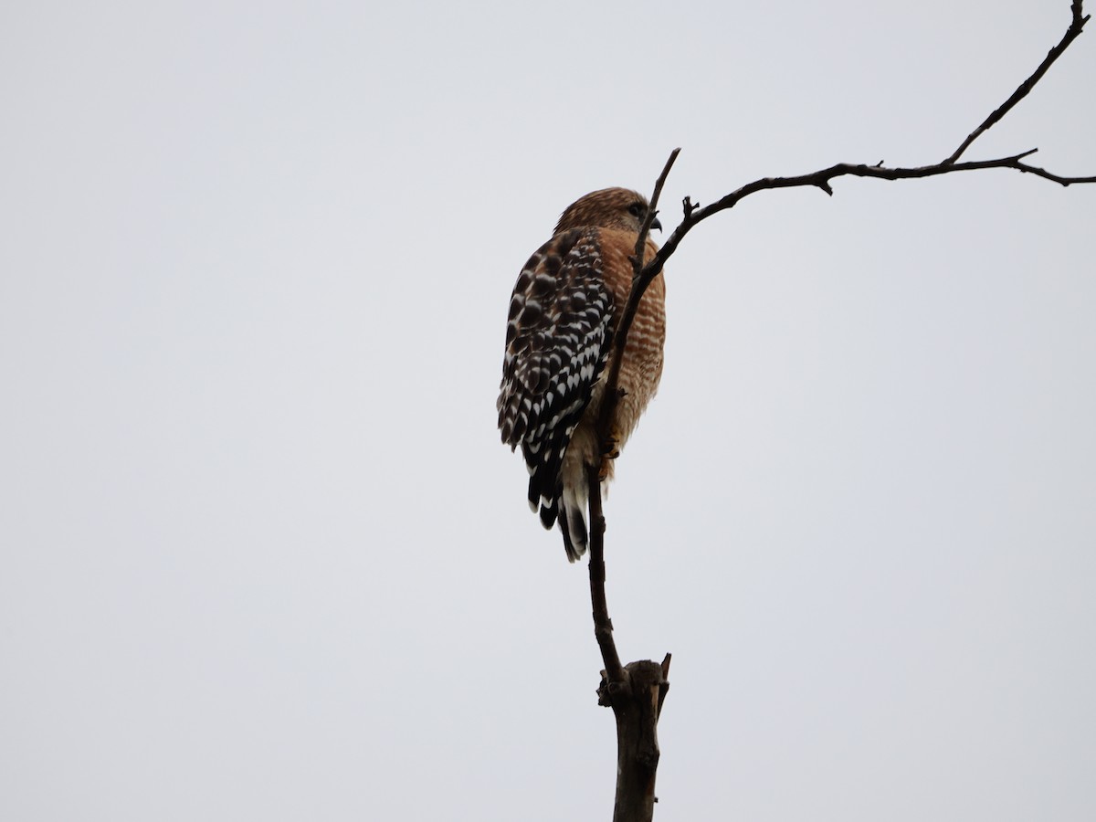 Red-shouldered Hawk - ML645861889