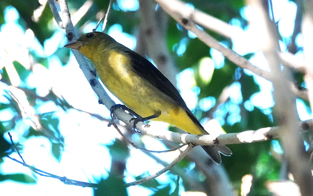 Scarlet Tanager - ML645861894