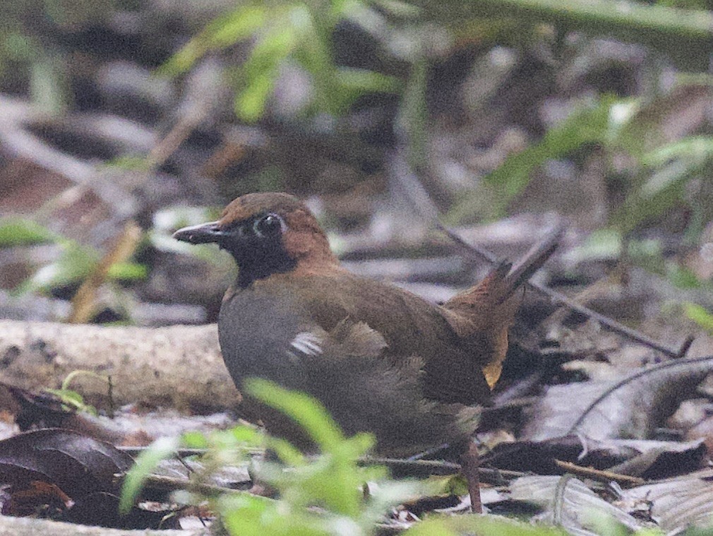 Black-faced Antthrush - ML645861897