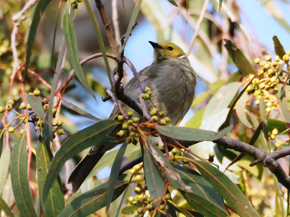 White-plumed Honeyeater - ML645861899