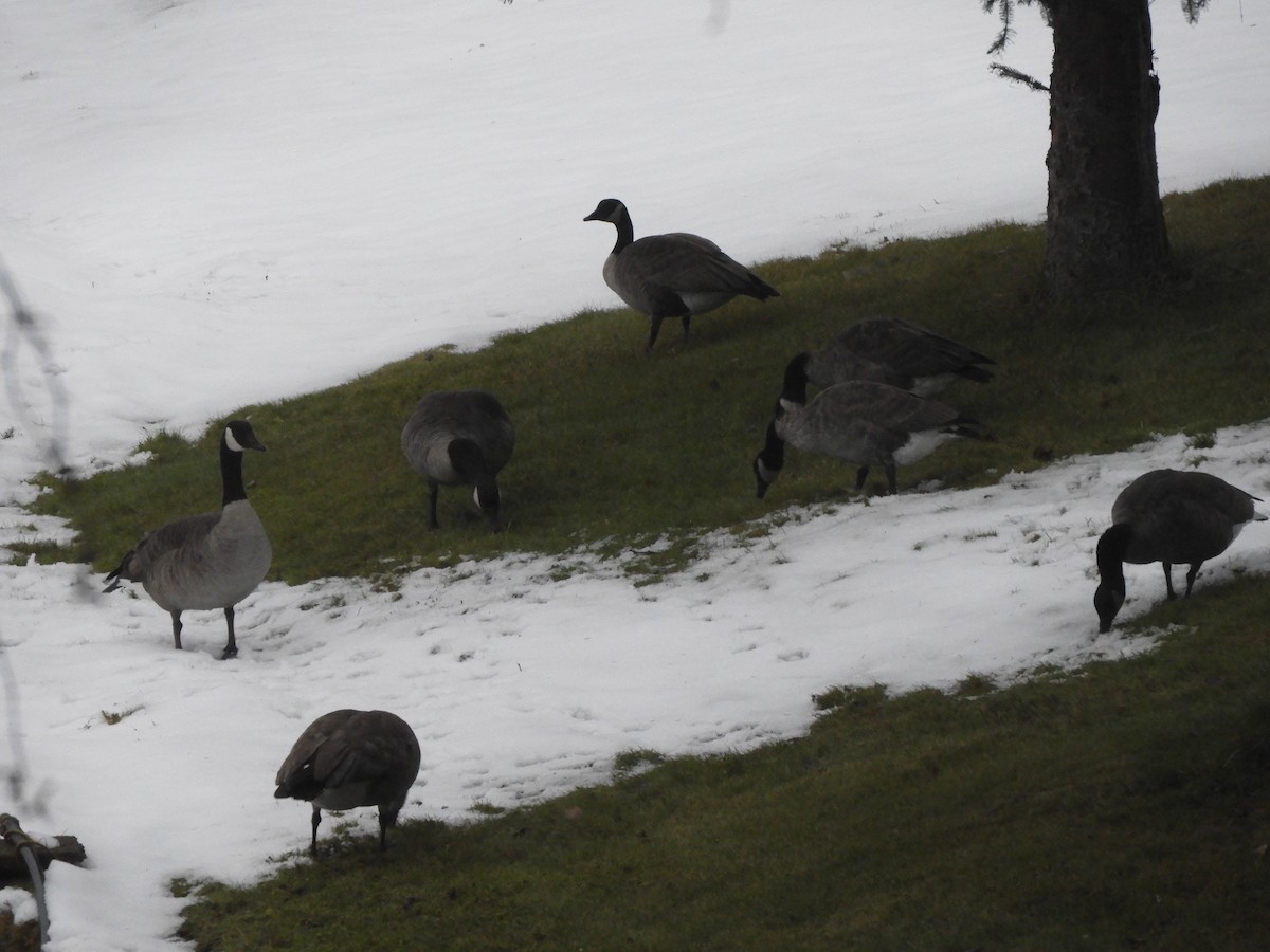 Canada Goose - ML645861903