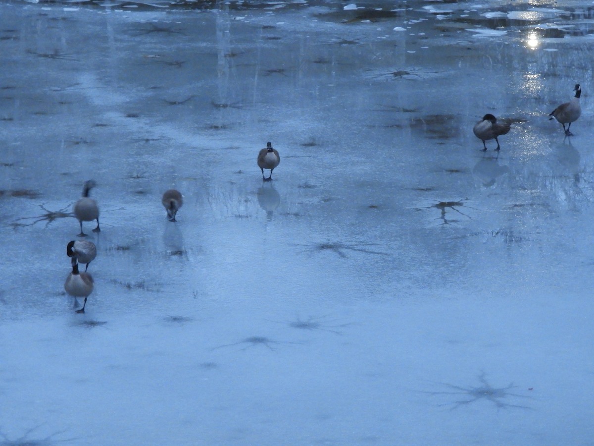 Canada Goose - ML645861904