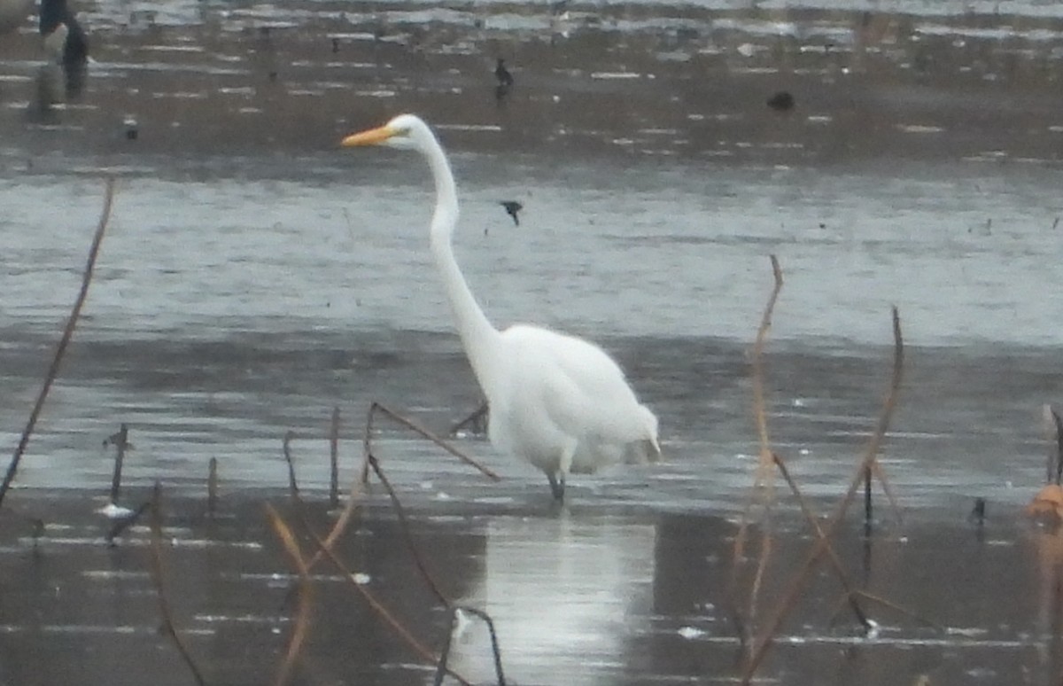 Garceta Grande - ML645861905