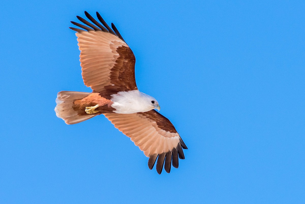 Brahminy Kite - Peter Taylor