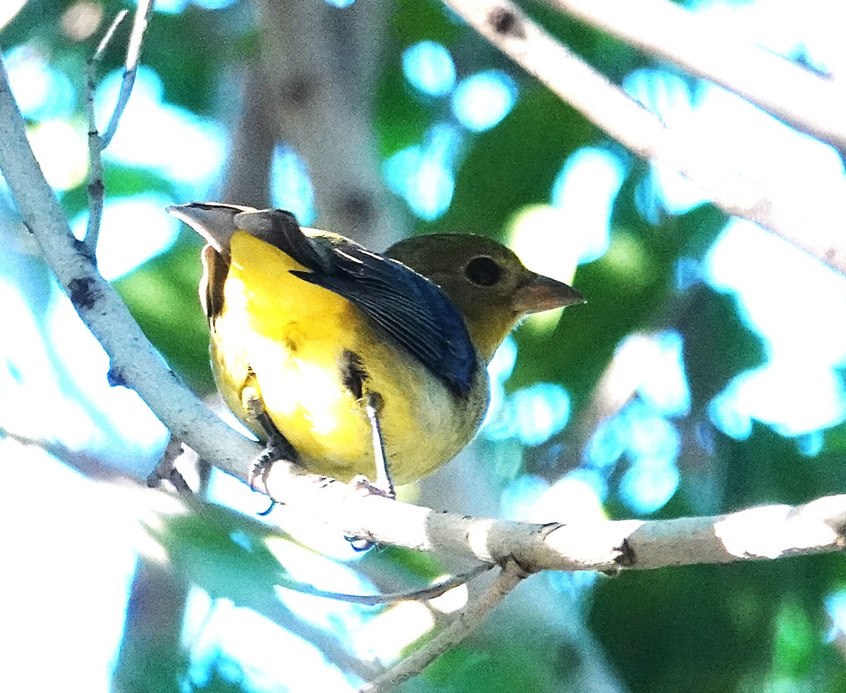 Scarlet Tanager - ML645861912