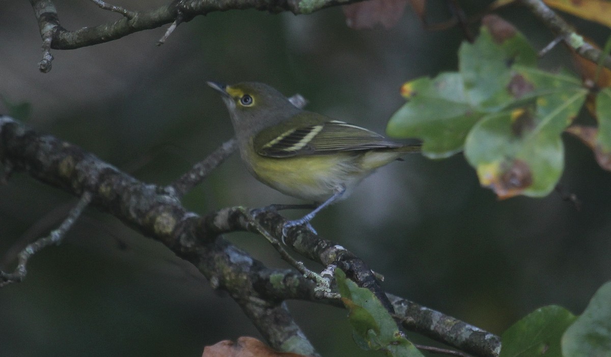 White-eyed Vireo - ML645861916