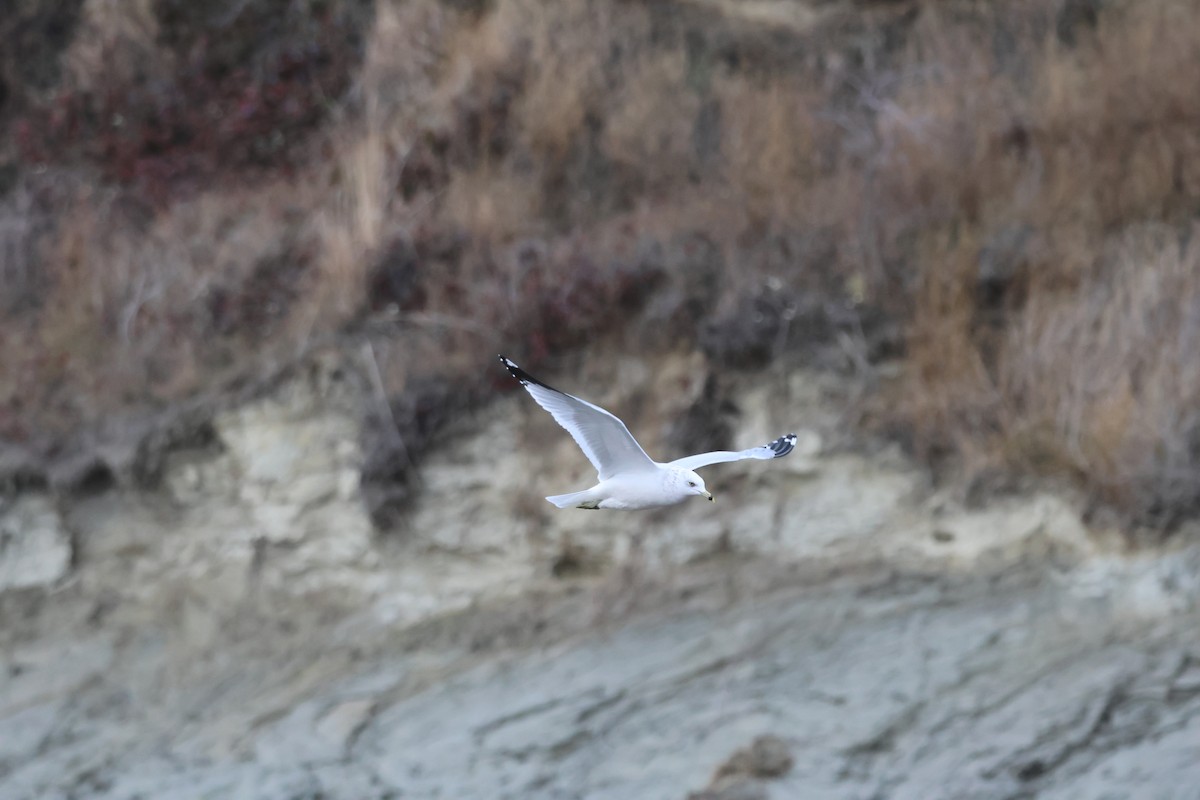 Ring-billed Gull - ML645861923