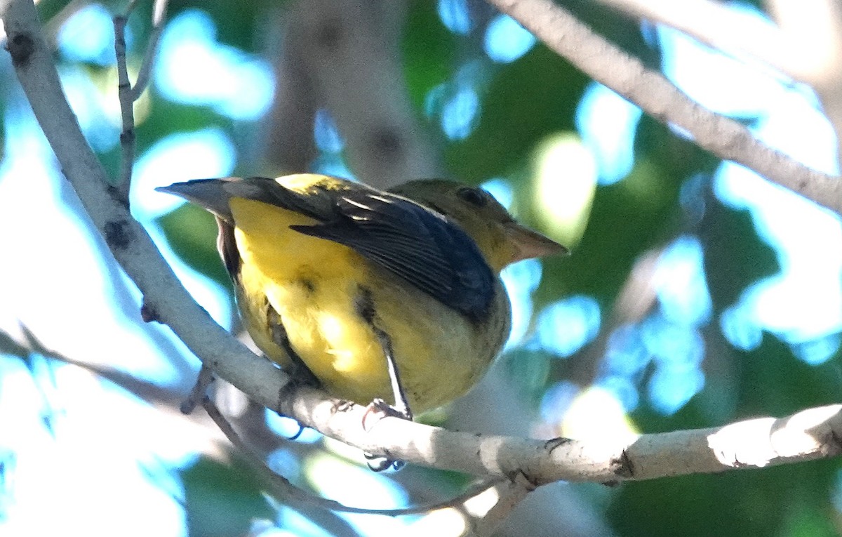 Scarlet Tanager - ML645861942