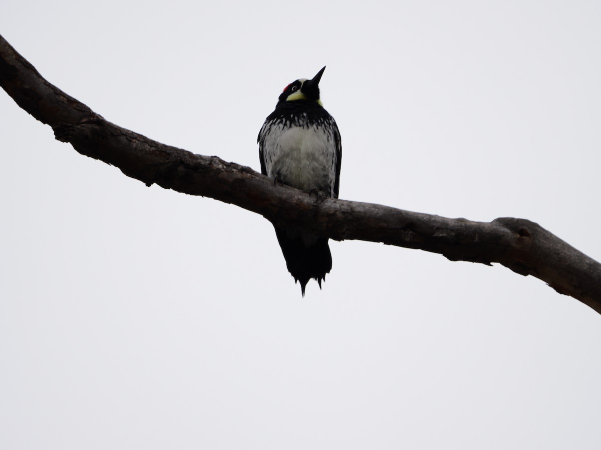 Acorn Woodpecker - ML645861952