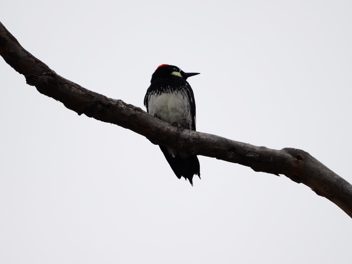 Acorn Woodpecker - ML645861953