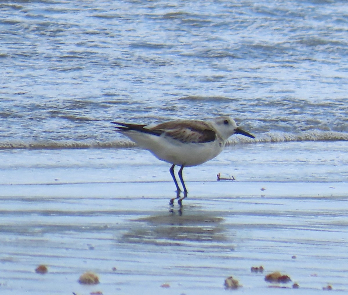 Песчанка - ML645861961