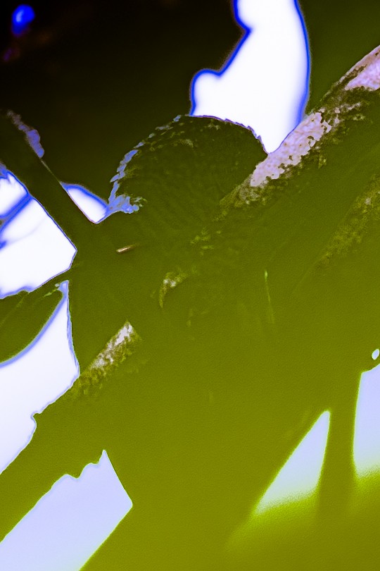 Bar-breasted Piculet - ML645861978