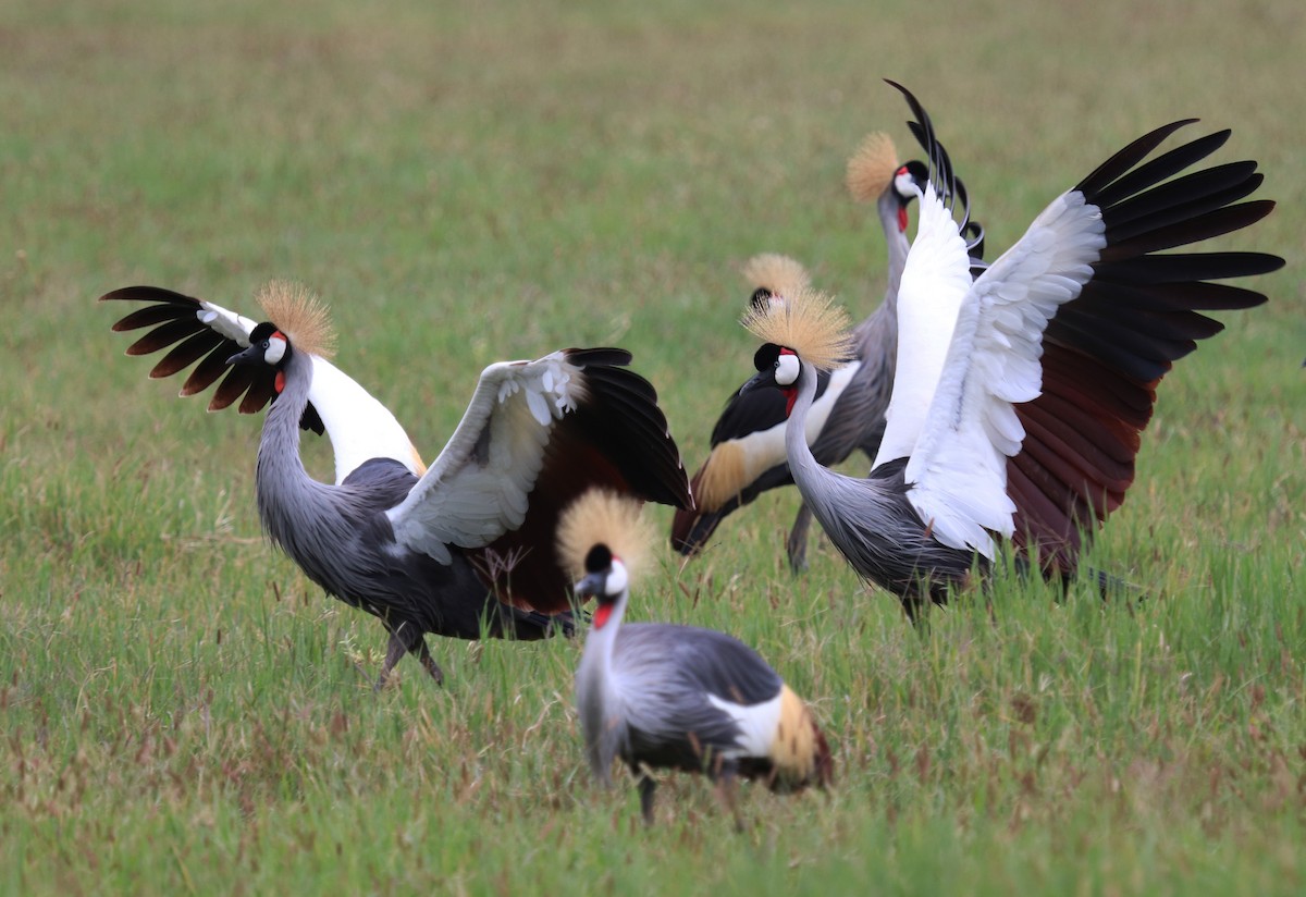 Gray Crowned-Crane - ML645861980