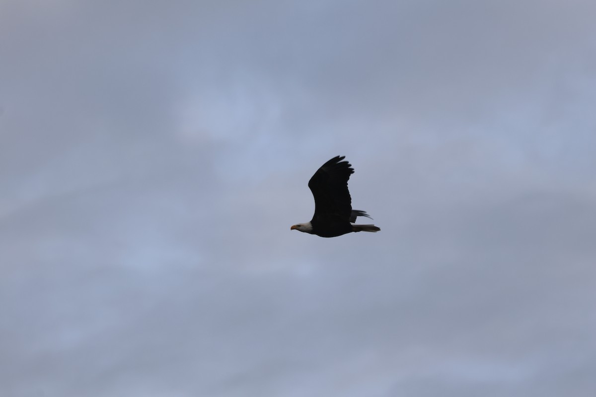 Bald Eagle - ML645861983